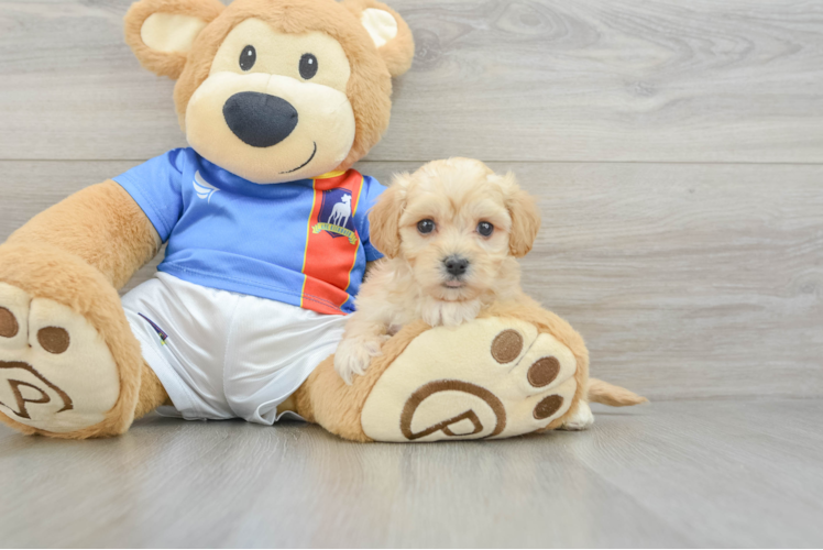 Smart Maltipoo Poodle Mix Pup