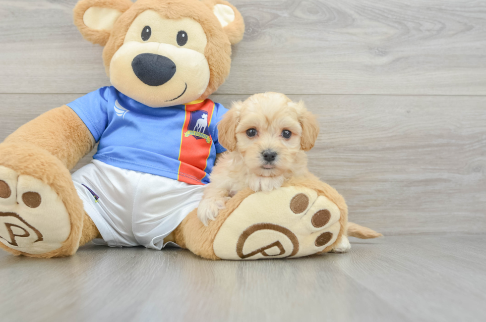 5 week old Maltipoo Puppy For Sale - Seaside Pups