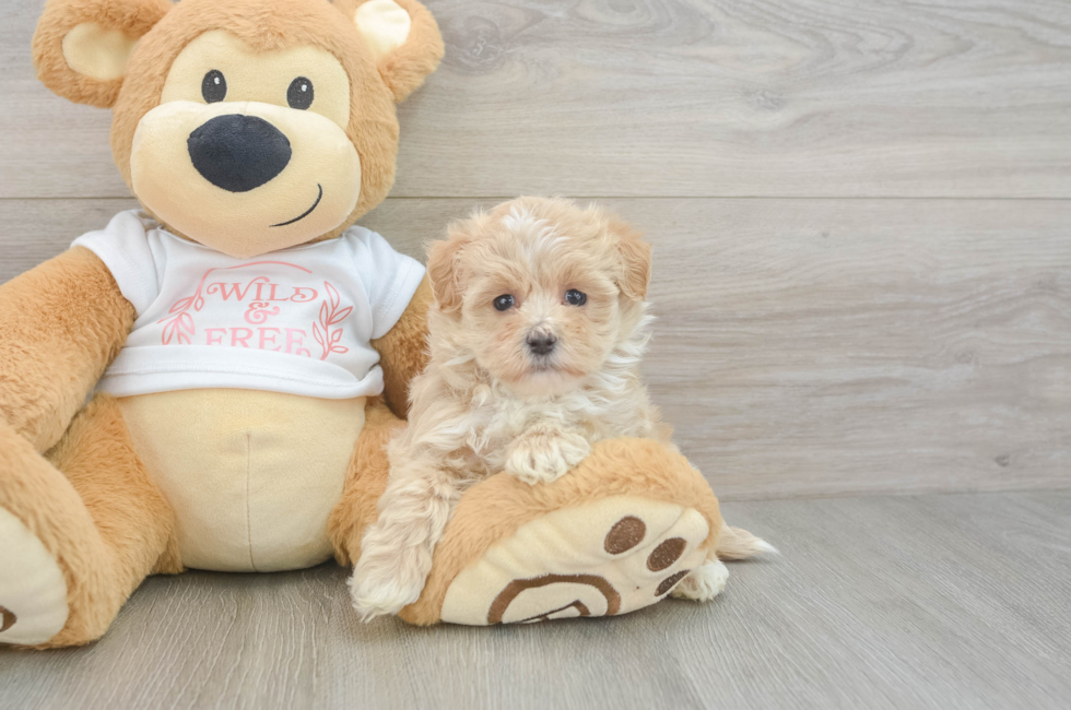5 week old Maltipoo Puppy For Sale - Seaside Pups