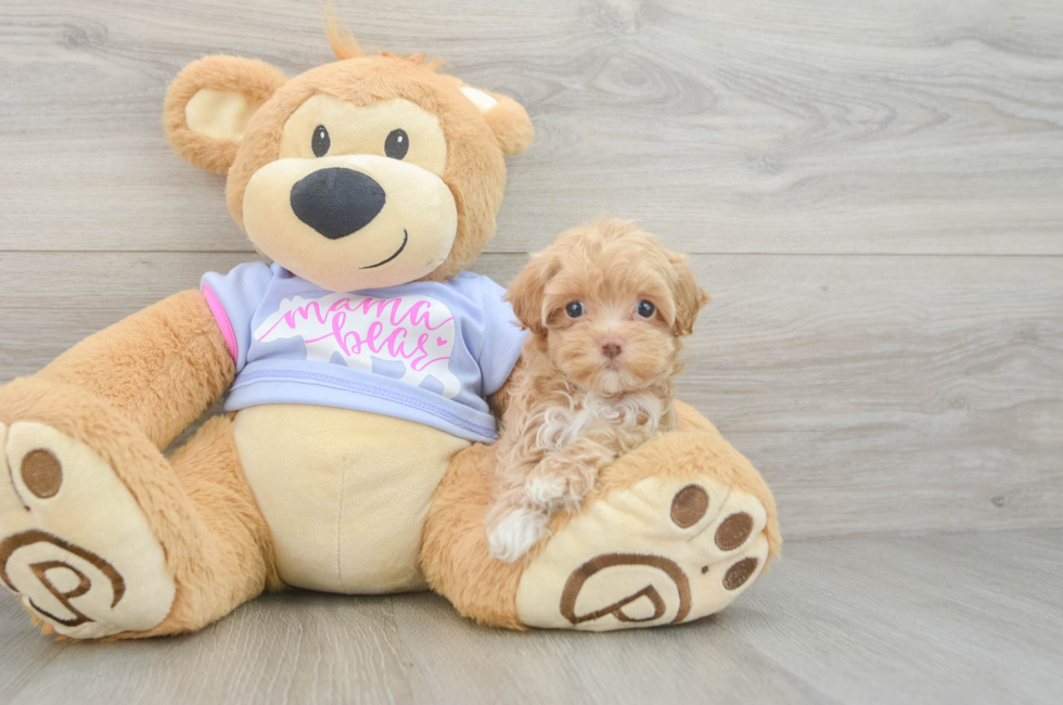 5 week old Maltipoo Puppy For Sale - Seaside Pups