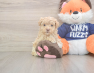 8 week old Maltipoo Puppy For Sale - Seaside Pups