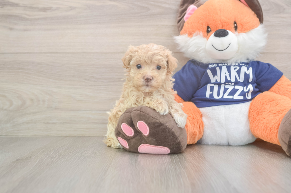 6 week old Maltipoo Puppy For Sale - Seaside Pups