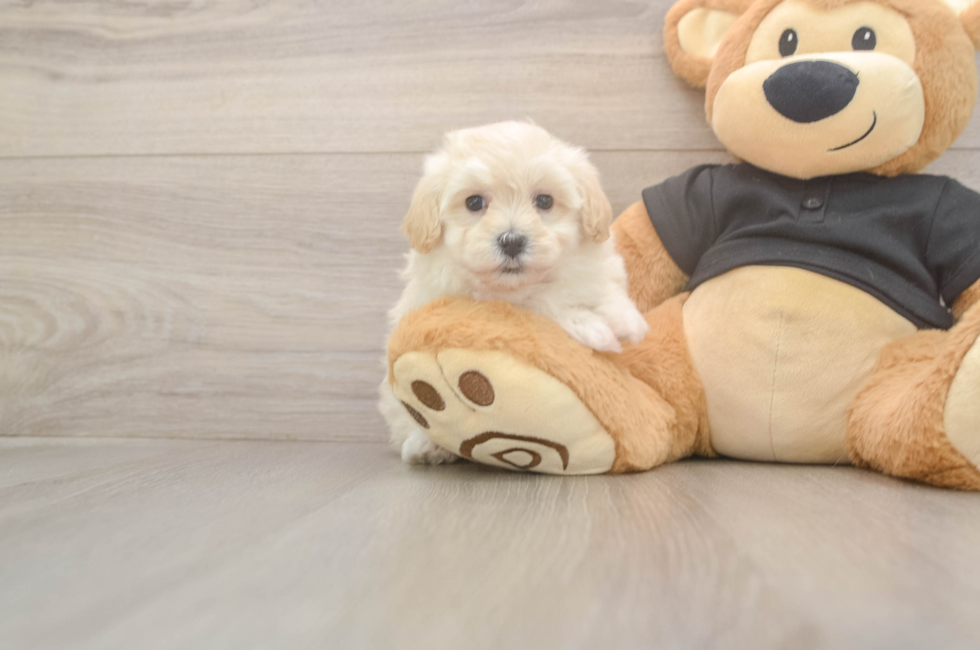 5 week old Maltipoo Puppy For Sale - Seaside Pups