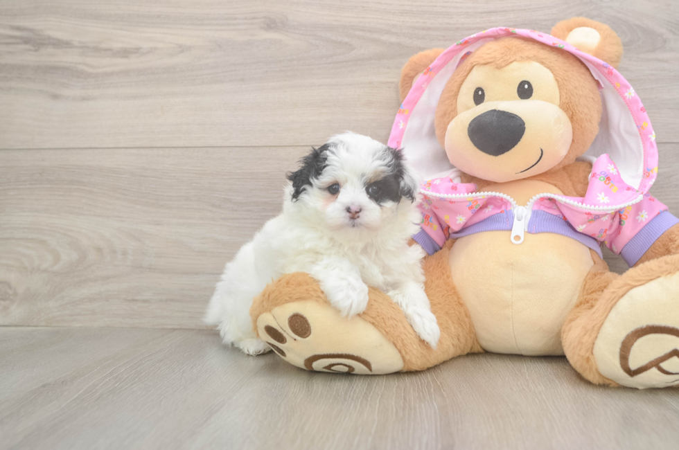 5 week old Maltipoo Puppy For Sale - Seaside Pups