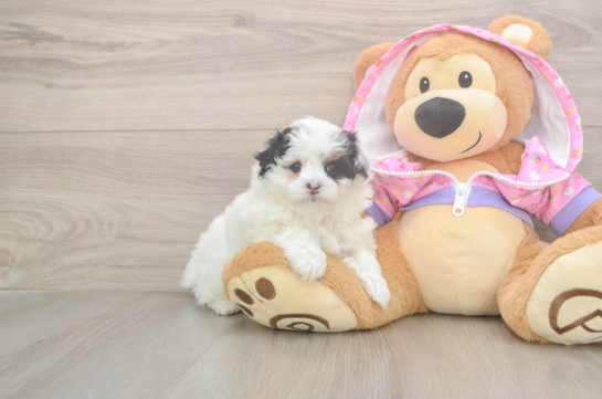 Adorable Malt a Poo Poodle Mix Puppy