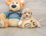 8 week old Maltipoo Puppy For Sale - Seaside Pups