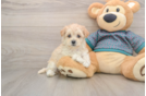 Hypoallergenic Moodle Poodle Mix Puppy