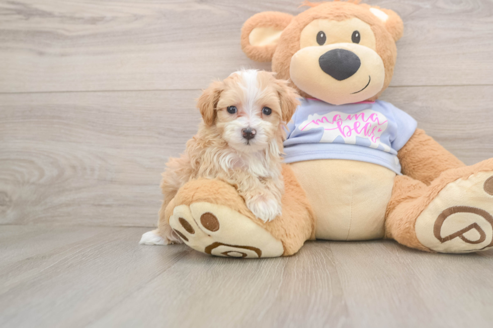 Popular Maltipoo Poodle Mix Pup