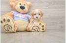 Cute Maltipoo Baby