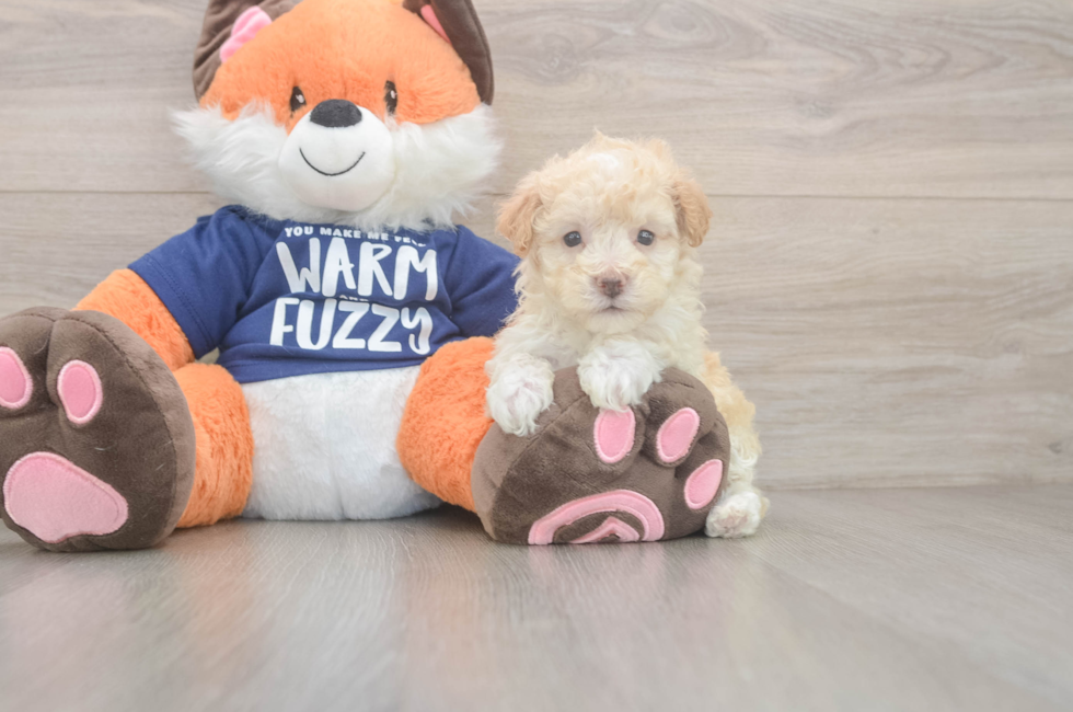 6 week old Maltipoo Puppy For Sale - Seaside Pups