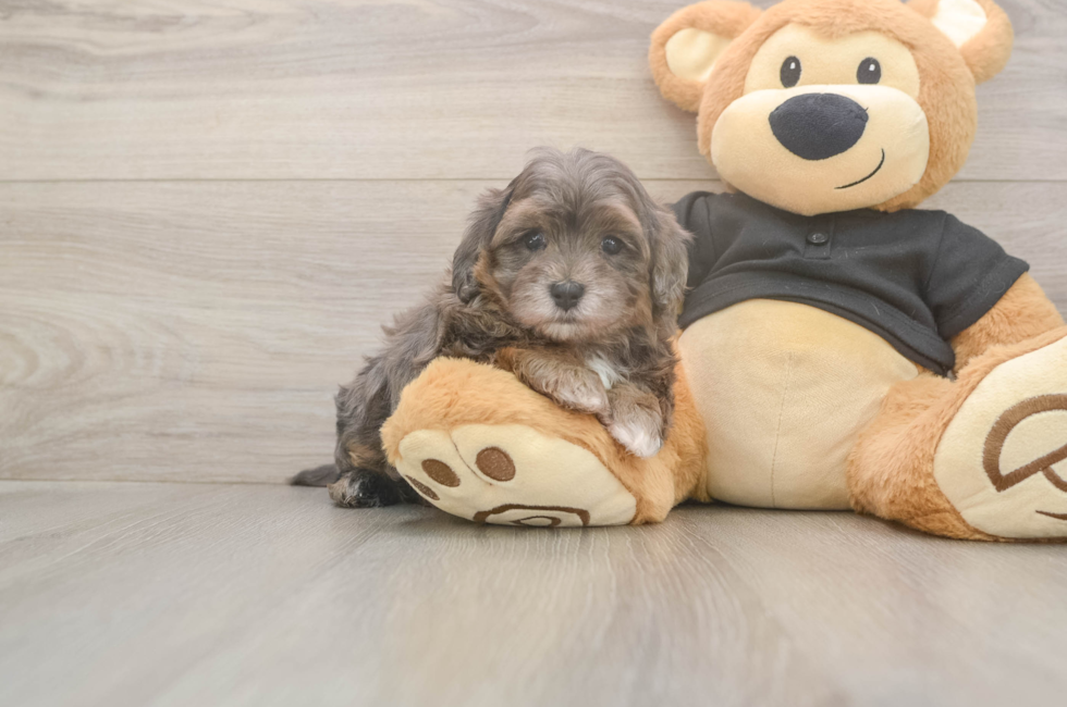 5 week old Maltipoo Puppy For Sale - Seaside Pups