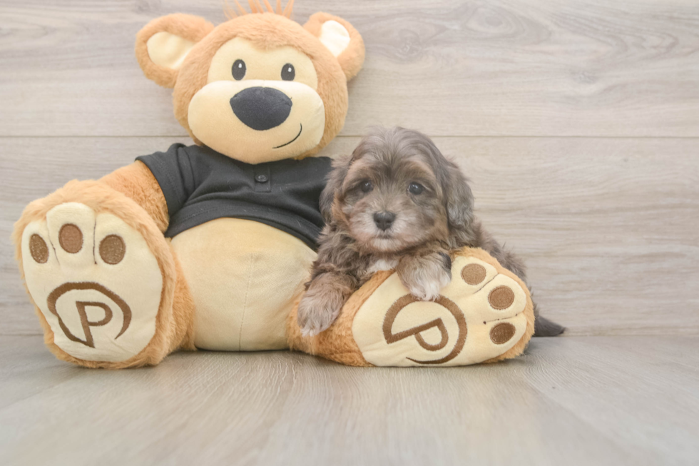 Maltipoo Pup Being Cute