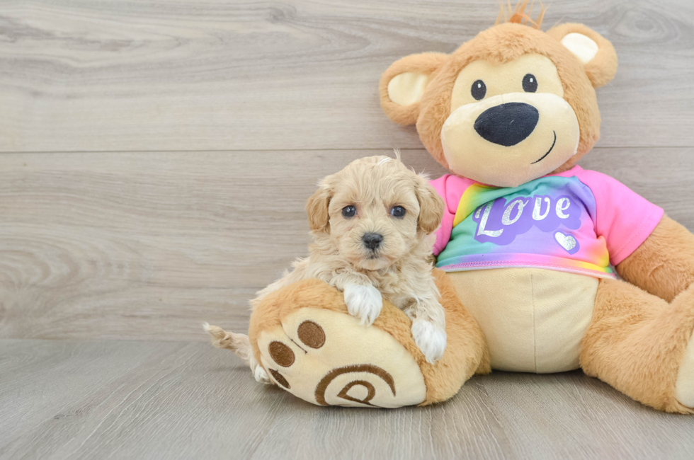 6 week old Maltipoo Puppy For Sale - Seaside Pups