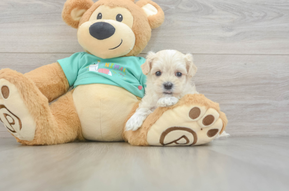6 week old Maltipoo Puppy For Sale - Seaside Pups