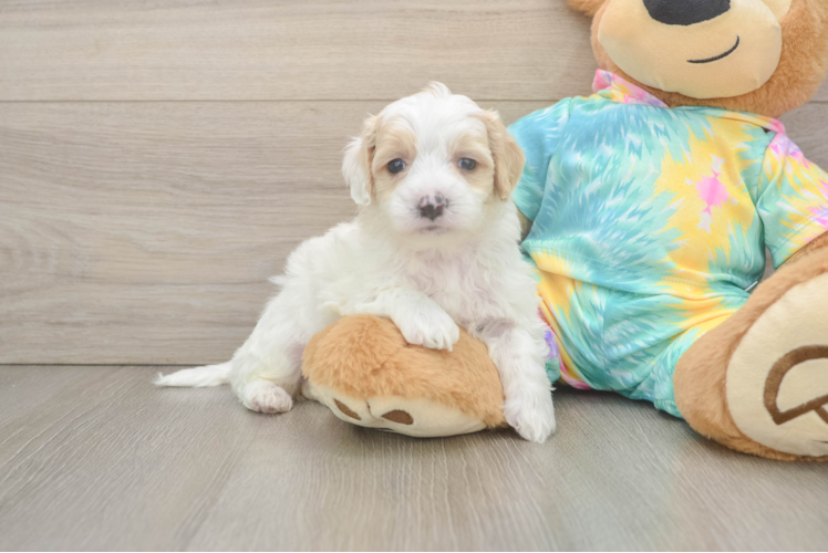 Maltipoo Puppy for Adoption