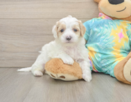 7 week old Maltipoo Puppy For Sale - Seaside Pups