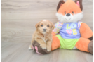 Maltipoo Puppy for Adoption