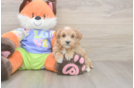 Popular Maltipoo Poodle Mix Pup