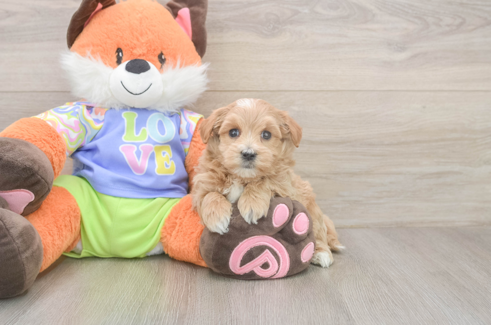 5 week old Maltipoo Puppy For Sale - Seaside Pups