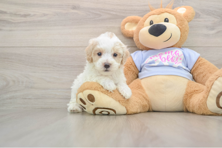 Sweet Maltipoo Baby
