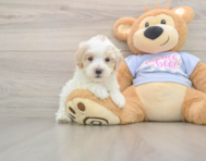 8 week old Maltipoo Puppy For Sale - Seaside Pups