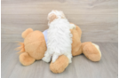 Maltipoo Puppy for Adoption