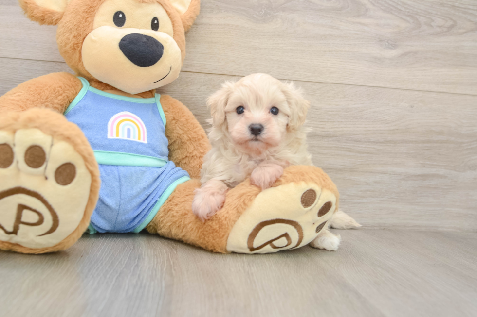 Maltipoo Pup Being Cute