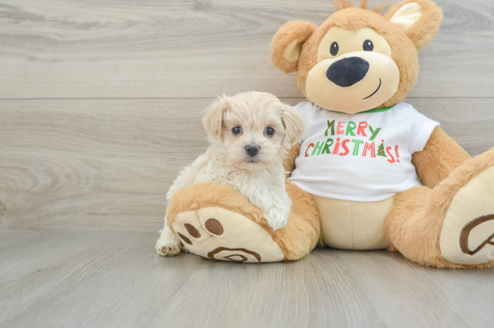 6 week old Maltipoo Puppy For Sale - Seaside Pups