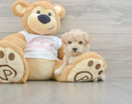 8 week old Maltipoo Puppy For Sale - Seaside Pups