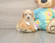 7 week old Maltipoo Puppy For Sale - Seaside Pups
