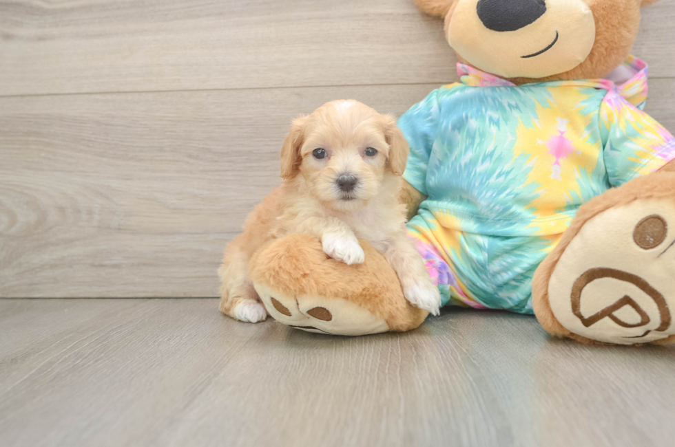 5 week old Maltipoo Puppy For Sale - Seaside Pups