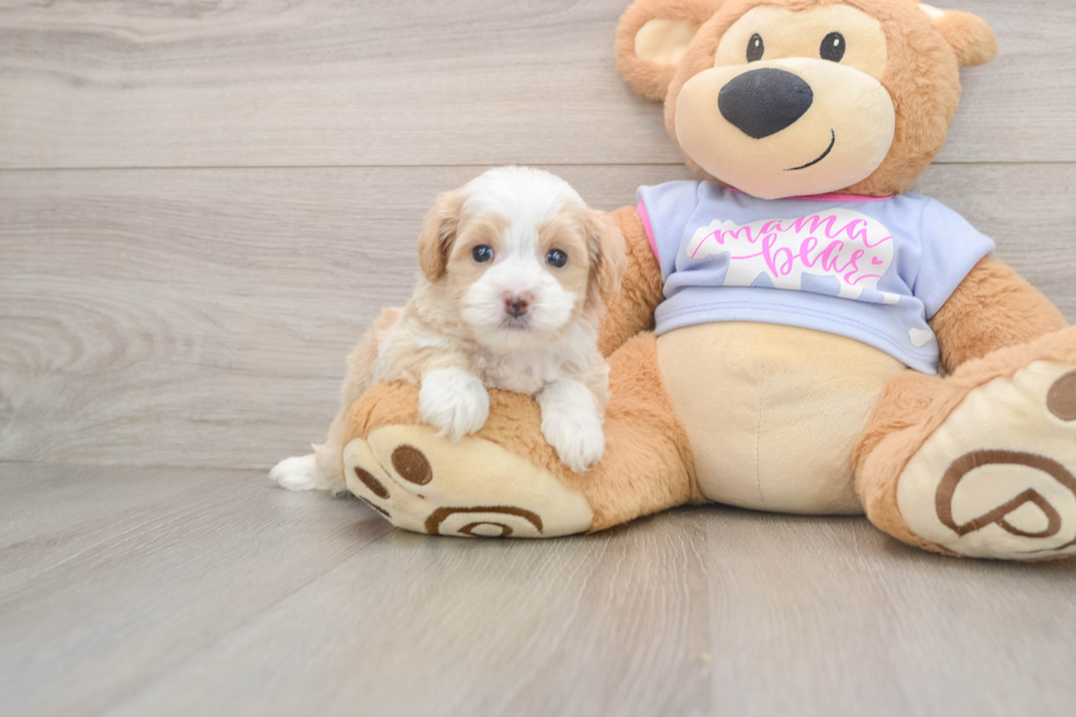 Best Maltipoo Baby