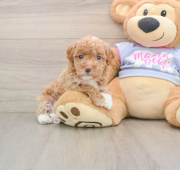 7 week old Maltipoo Puppy For Sale - Seaside Pups