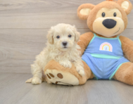9 week old Maltipoo Puppy For Sale - Seaside Pups