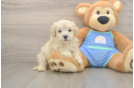 Popular Maltipoo Poodle Mix Pup
