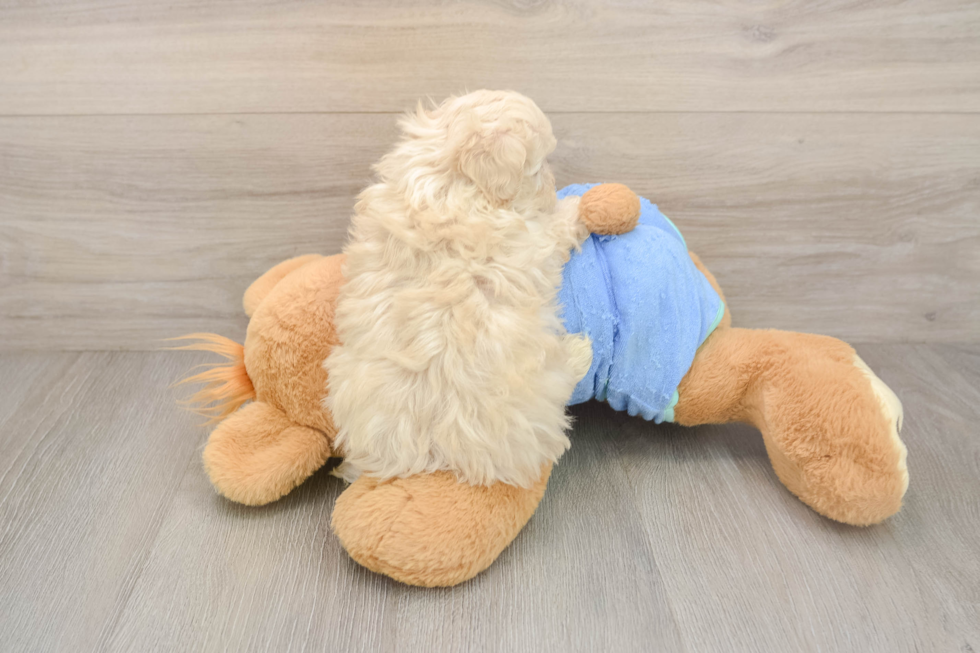Maltipoo Puppy for Adoption