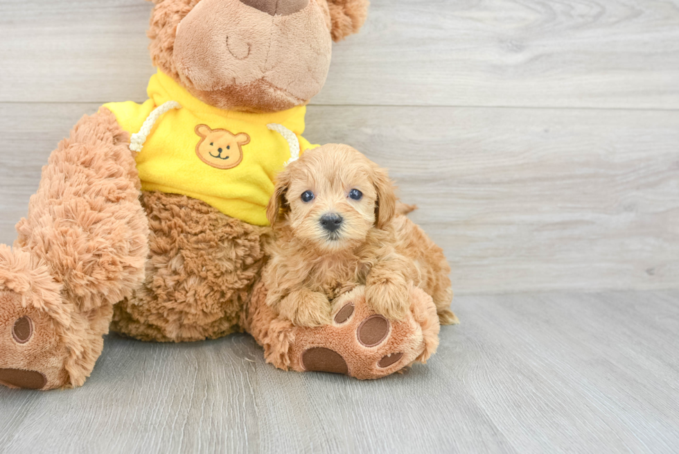 Maltipoo Puppy for Adoption