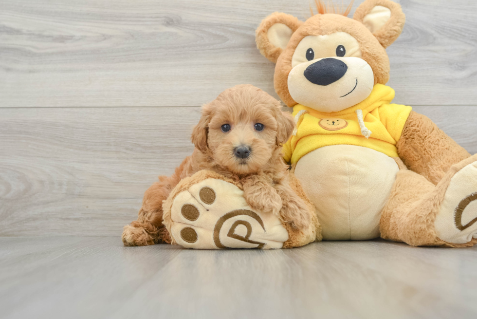 Maltipoo Pup Being Cute