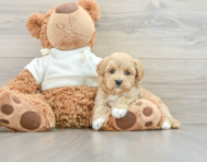 7 week old Maltipoo Puppy For Sale - Seaside Pups