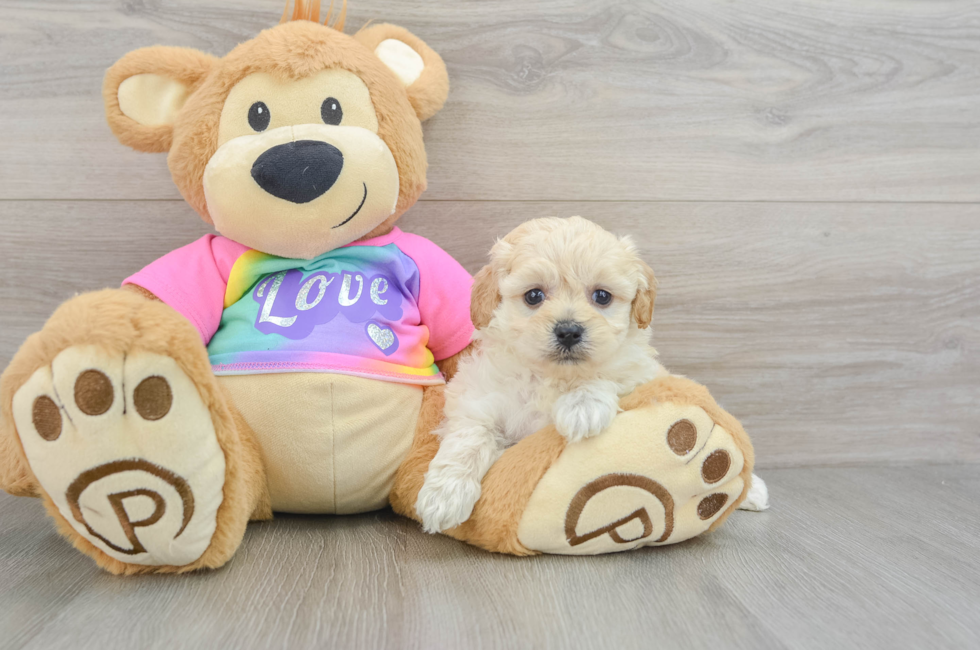 6 week old Maltipoo Puppy For Sale - Seaside Pups