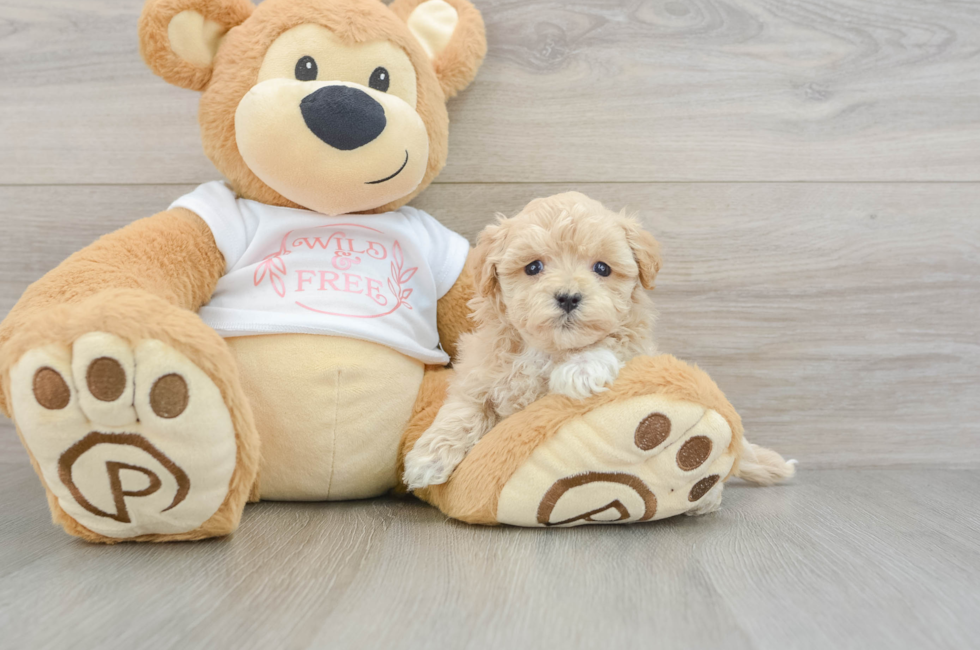 6 week old Maltipoo Puppy For Sale - Seaside Pups
