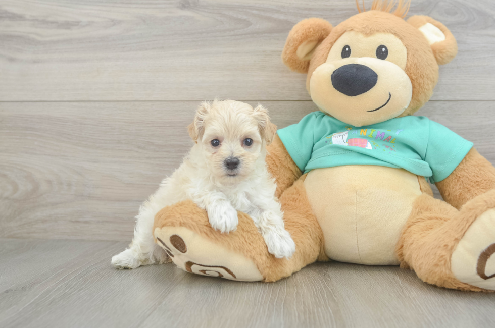 6 week old Maltipoo Puppy For Sale - Seaside Pups