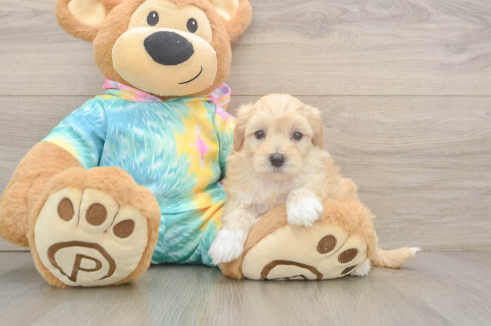 5 week old Maltipoo Puppy For Sale - Seaside Pups
