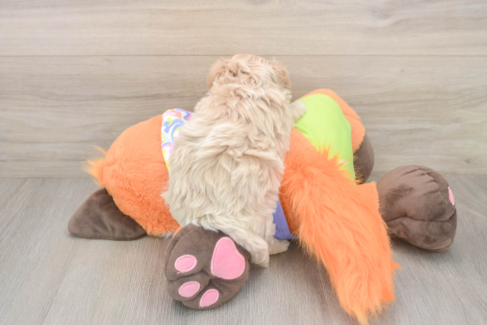 Maltipoo Puppy for Adoption