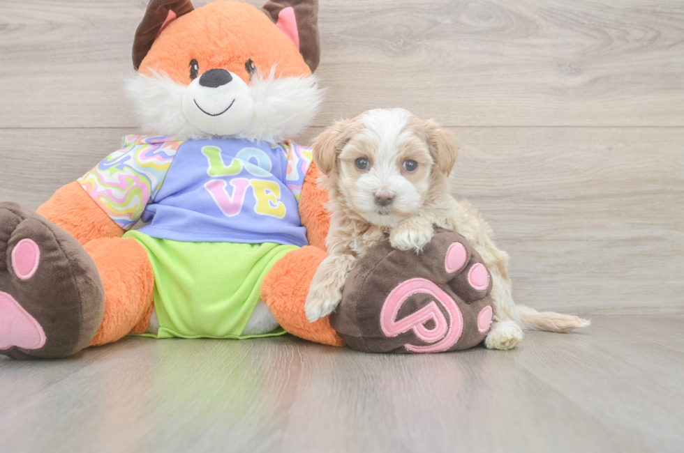 5 week old Maltipoo Puppy For Sale - Seaside Pups
