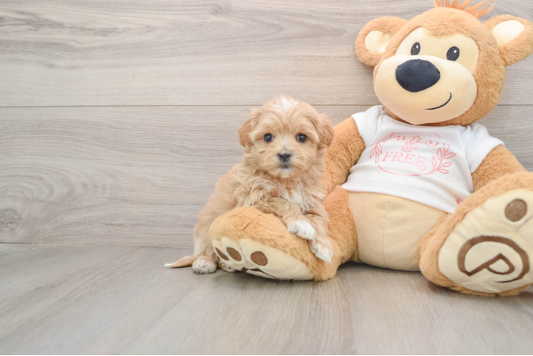 Energetic Maltidoodle Poodle Mix Puppy