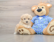 8 week old Maltipoo Puppy For Sale - Seaside Pups