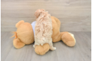 Fluffy Maltipoo Poodle Mix Pup