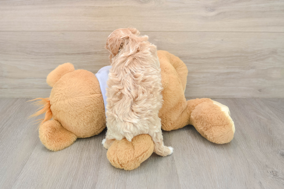 Fluffy Maltipoo Poodle Mix Pup
