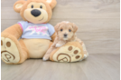 Maltipoo Pup Being Cute
